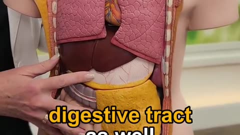 Prescription drugs wreak havoc on kidneys and Liver.
