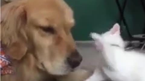 Fearless Kitten Takes on a Big Dog! 🐱💥🐶 Watch the Cutest Showdown Ever! #Shorts