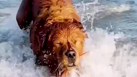 🤣 Cute & funny dogs to make you smile ! 😊🐕🐶🐾