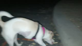 Villanova Chiquis doggie walk in evening. Hoping for Chiquis to not get too scared20251108450