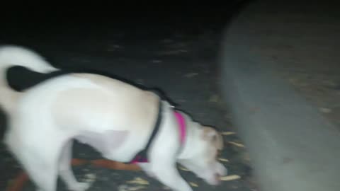 Villanova Chiquis doggie walk in evening. Hoping for Chiquis to not get too scared20251108450