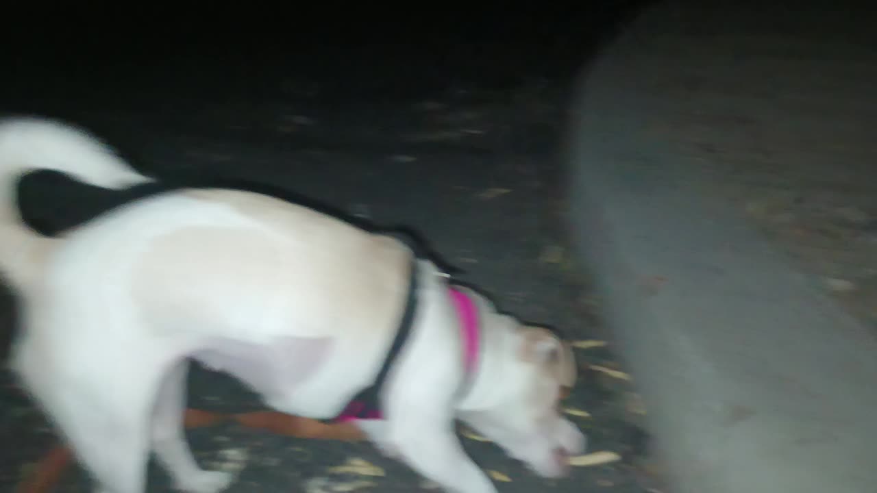 Villanova Chiquis doggie walk in evening. Hoping for Chiquis to not get too scared20251108450