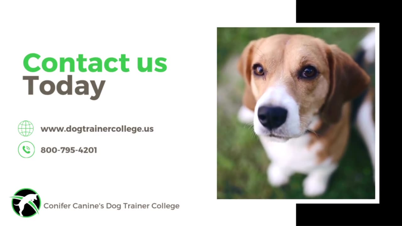 Online Dog Trainer certification courses
