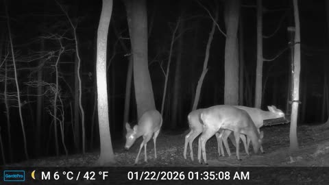 The Woods – 01/22/2026