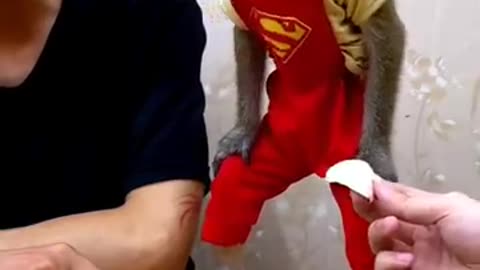 Funny 😆 video of monkey 🐒