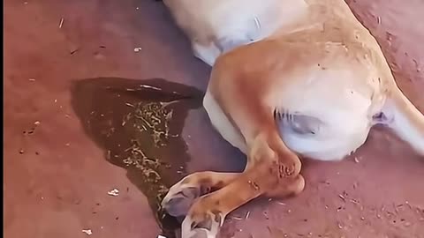 Dog peeing while sleeping