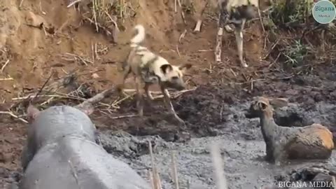 animals