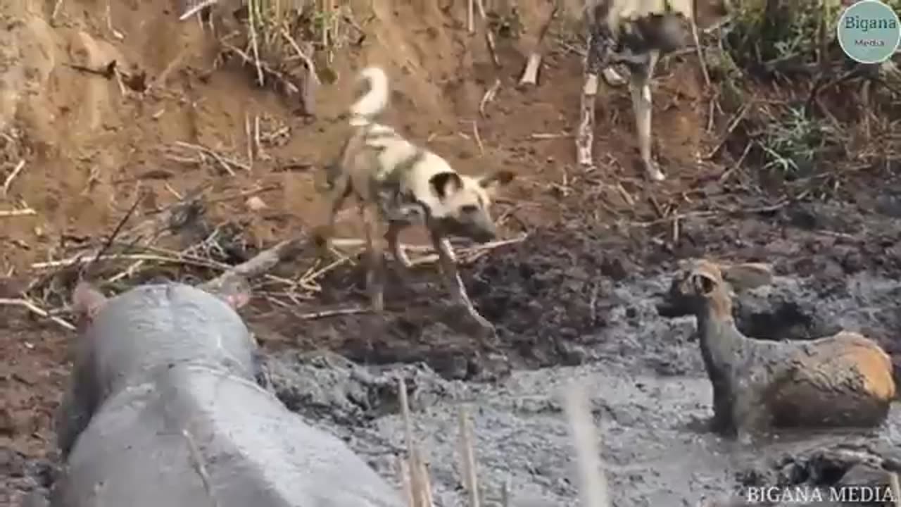 animals