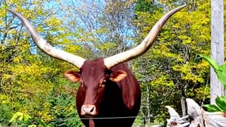 AI GENERATED TORONTO ZOO IMAGE TO VIDEO