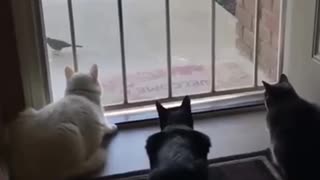 😂🚪 Wait For The Ending... Door With A View | FunFM