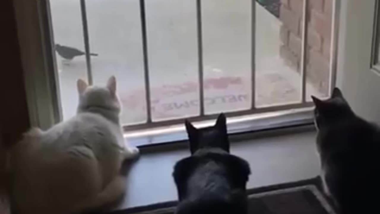 😂🚪 Wait For The Ending... Door With A View | FunFM