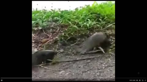 Air breathing fish that can survive on land for days. Holy cow