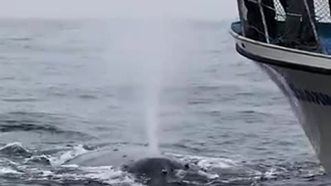 WHALES 🐋 VIRAL VIDEO 🔥 VIRAL HEAVY WHALES 🐋 IN SEA ⛵🌊