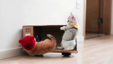 Three Cats Cry After Cardboard Car Crash!