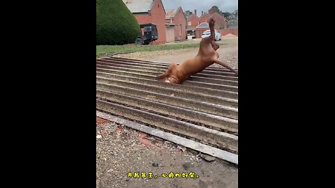 Hilarious Dogs 🐕😂 FAILS of 2025