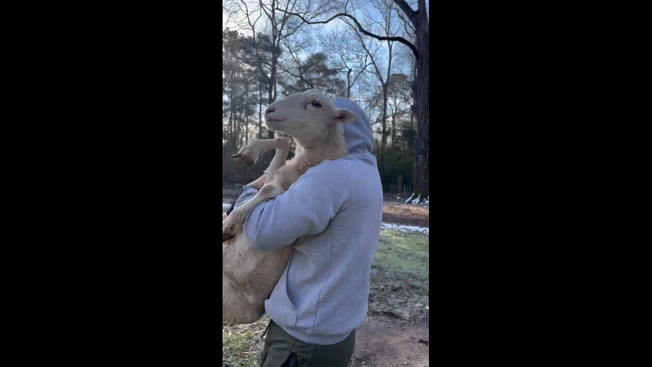 We woke up to THIS 🐑 #farm #farming #sheep #homesteading