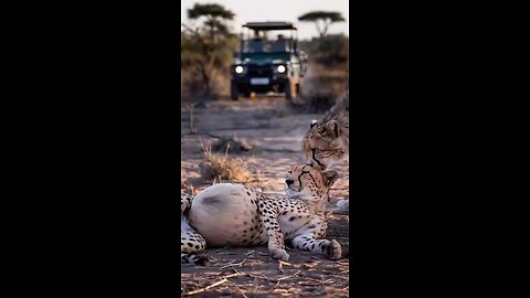 Triumph After a Difficult Birth The Mother Cheetah Reunites with Her Cubs..