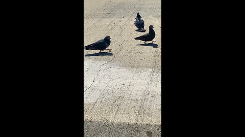 Mallard Ducks 🦆 & Pigeons #mallardducks #pigeons #shorts #viral #followme #trending