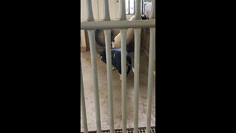 Pigs 🐖 🐷 #pigs #pig #followme #trending #viral #shorts #cute #animals