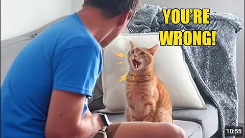 Cat Talks Back To Owner in English Like a Native Teacher