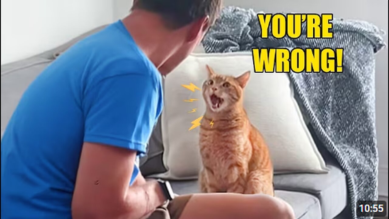 Cat Talks Back To Owner in English Like a Native Teacher