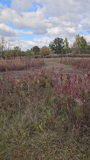 A Forest Preserve Nursery
