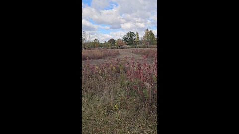 A Forest Preserve Nursery