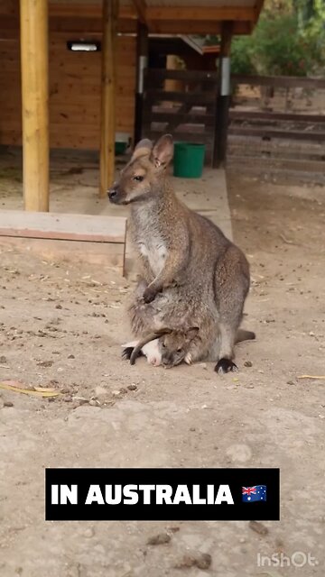 Wallaby