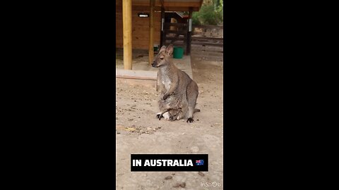 Wallaby