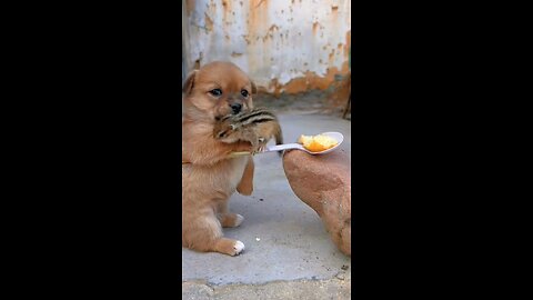 Dog Feeds Squirrel Cake | Cute Pet Moment | #PetDebutProject #Dog #GoldenSunOriginal