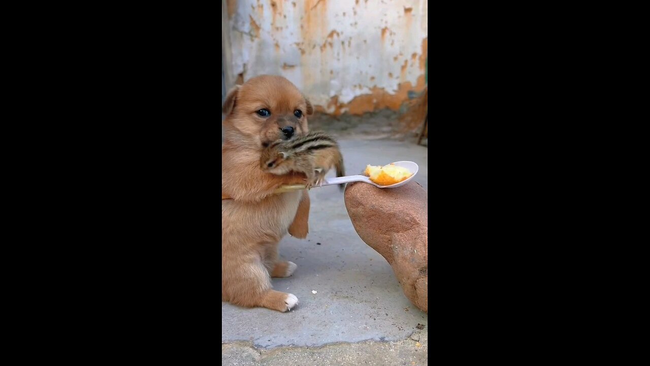 Dog Feeds Squirrel Cake | Cute Pet Moment | #PetDebutProject #Dog #GoldenSunOriginal