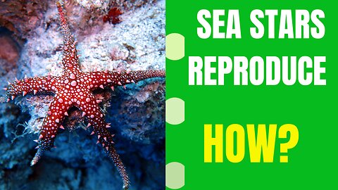 Mind-Blowing Ways Sea Stars Reproduce!