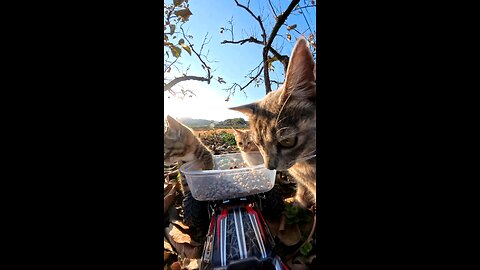 They all came running when they smelled the food.