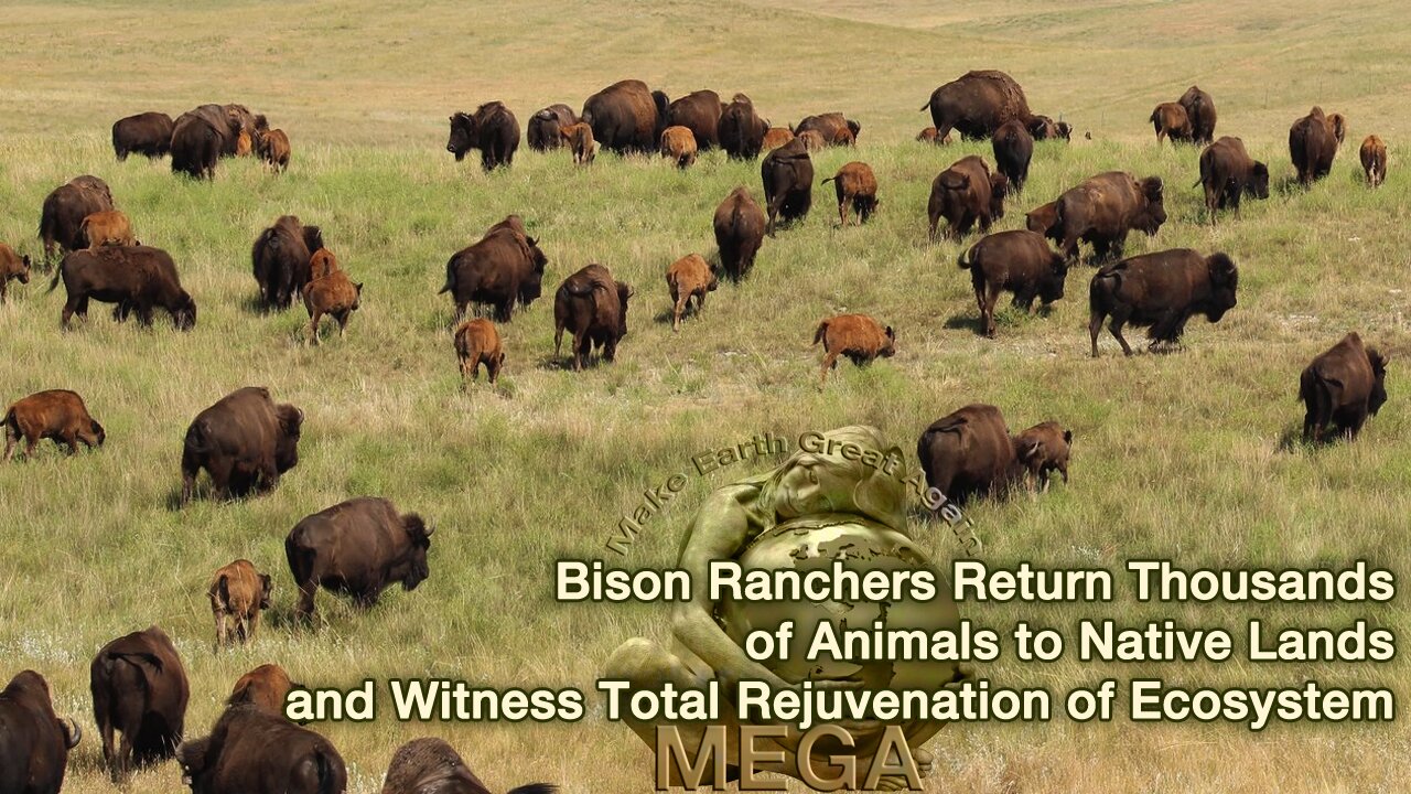 Bison Ranchers Return Thousands of Animals to Native Lands and Witness Total Rejuvenation of Ecosystem | Link to accompanying document provided below in the description box, underneath the video