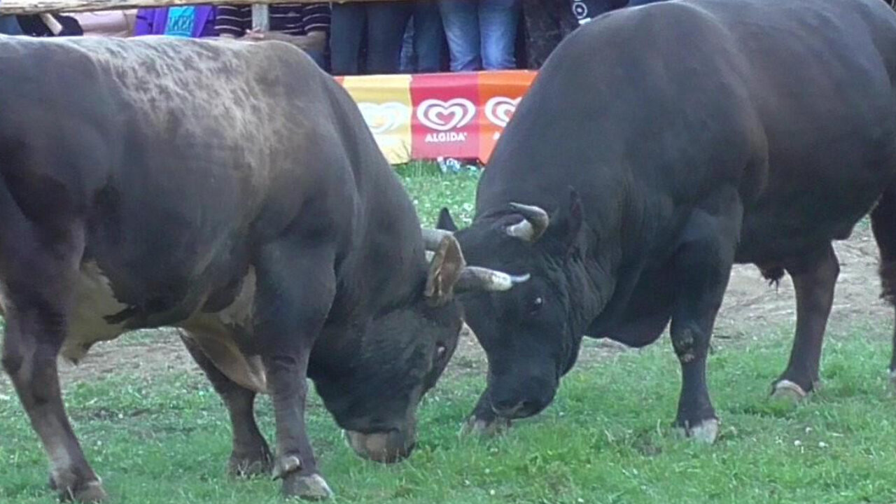 Zećo od Lope vs Gavran od Lapandića Korida Bištrani 2024