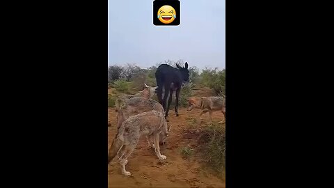 funny video 😂😂