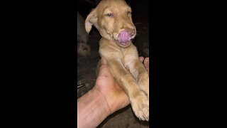 My Puppy Is Addicted To Durian… #philippines