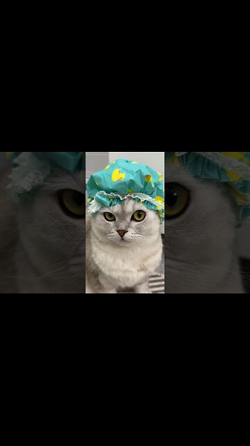 Cutie Cat Bath time 🛁