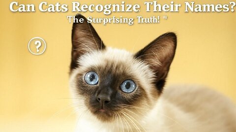 Can Cats Recognize Their Names? The Surprising Truth! 🐱