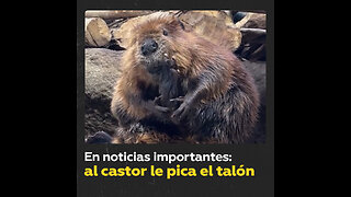 Este castor parece haber encontrado su punto de relajación