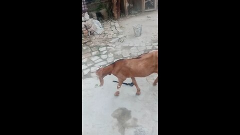 small goat baby vedio in my village beautiful viral vedio
