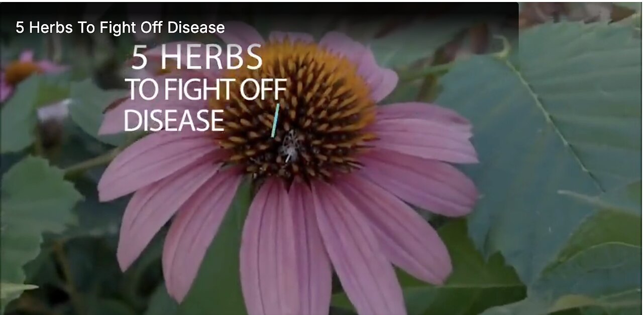 5 Herbs To Fight Off Disease