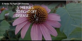 5 Herbs To Fight Off Disease