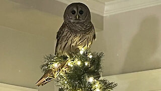 Owl Becomes Real Star Of Family's Christmas Tree