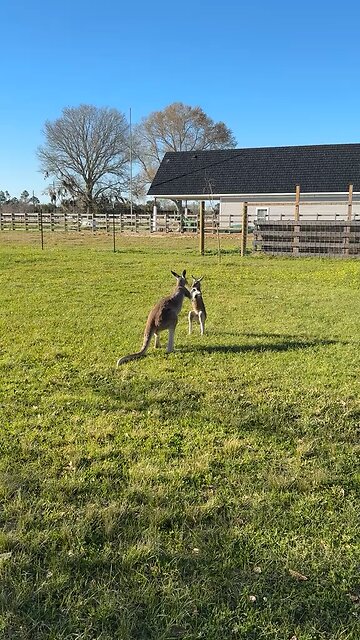 Kangaroos playing