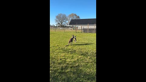 Kangaroos playing