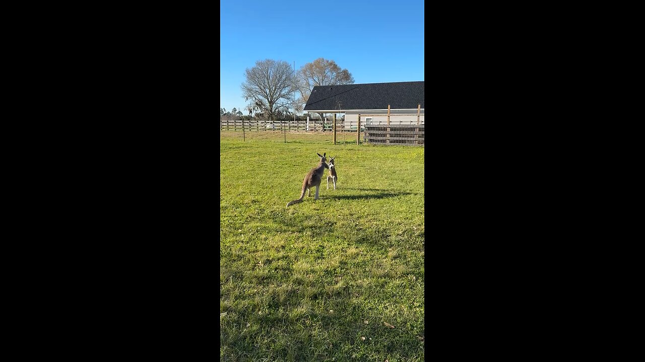 Kangaroos playing