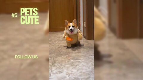 TOP 20 Cutest Pet Fails & Funny Animal Moments EVER!