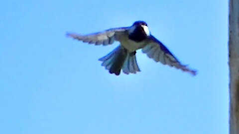 IECV NV #775 - Black Capped Chickadee Still Working On Carving Out A Nest 3-30-2019