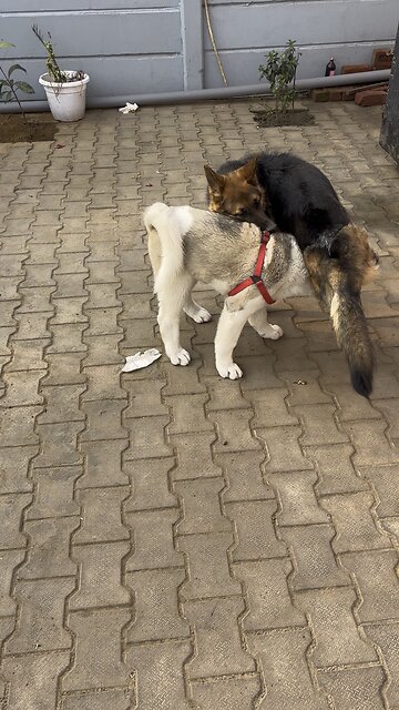 Akita and German Shepherd